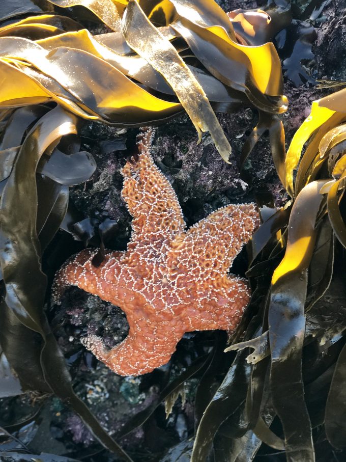 Starfish in Cannon Beach