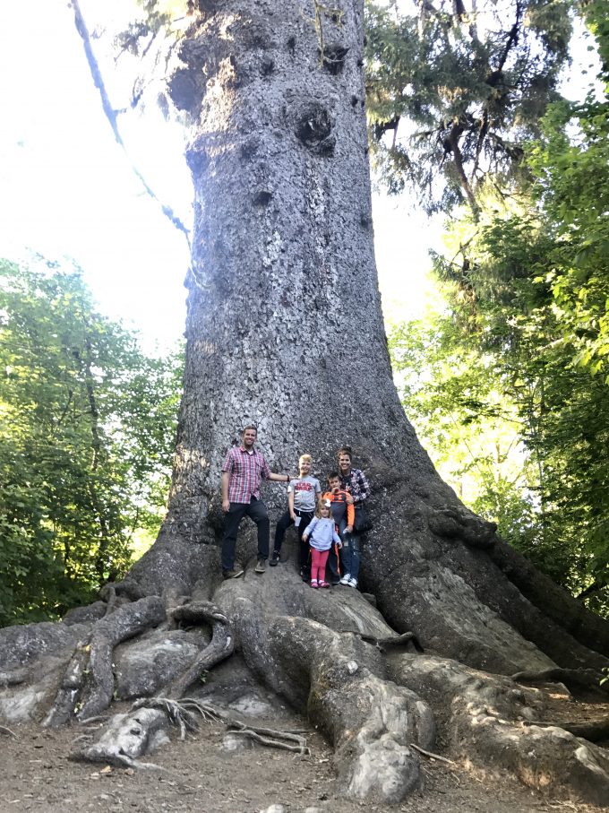 World's Largest Sitka Spruce Tree