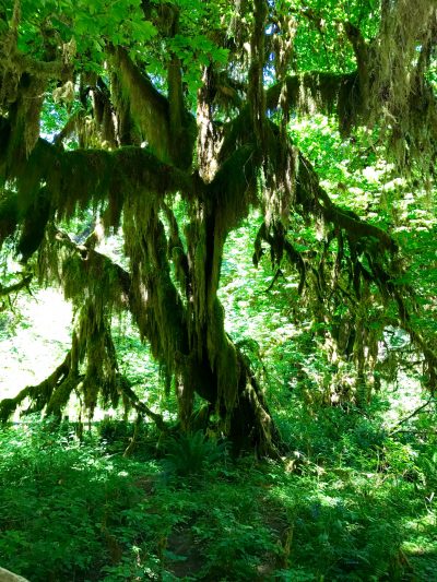 Olympic National Park Hoh Rainforest