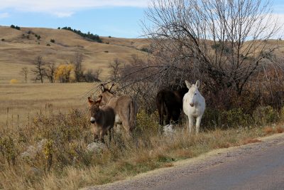 Braying Burros at Custer State Park